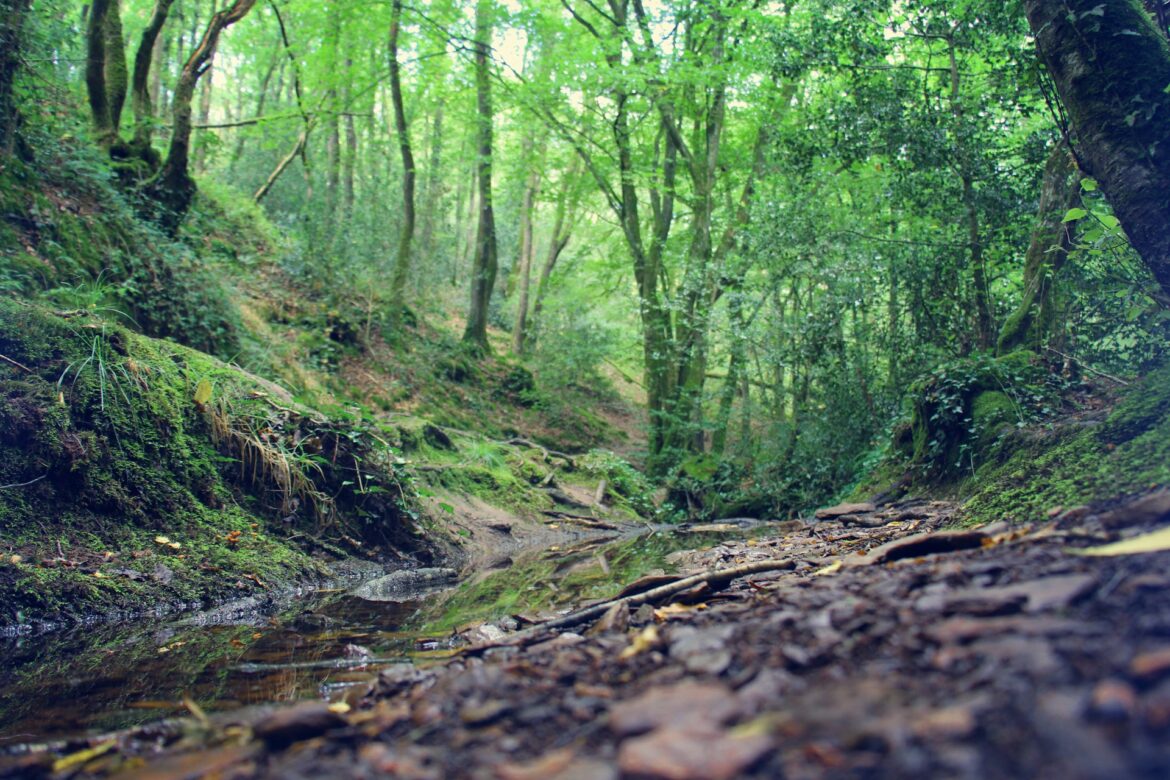 Avis sur forêt de Brocéliande
